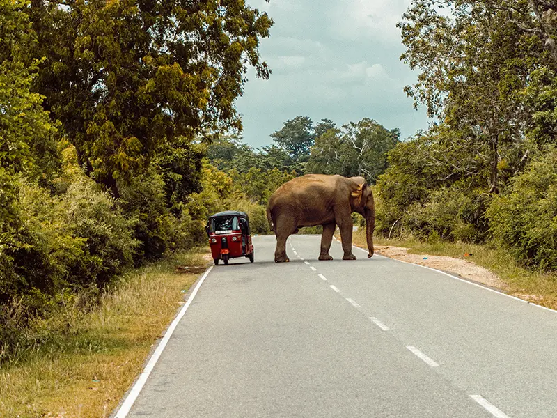 A humorous photo of a wild elephant standing in the middle of a road, blocking a red tuk-tuk, highlighting the unpredictable nature of getting around Sri Lanka.