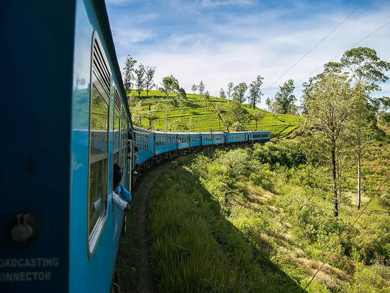 The long blue train curving through bright green tea plantations under a blue sky during the scenic Kandy to Ella train ride