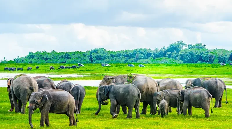 A large herd of wild Asian elephants grazing in the green grass by the water reservoir, seen during a Minneriya National Park safari, famous for 'The Gathering'