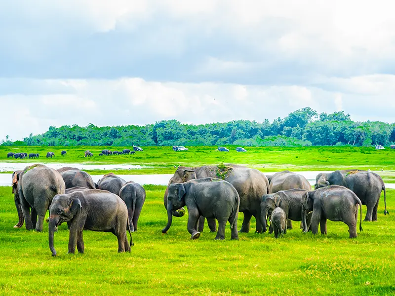 A large herd of wild Asian elephants grazing in the green grass by the water reservoir, seen during a Minneriya National Park safari, famous for 'The Gathering'