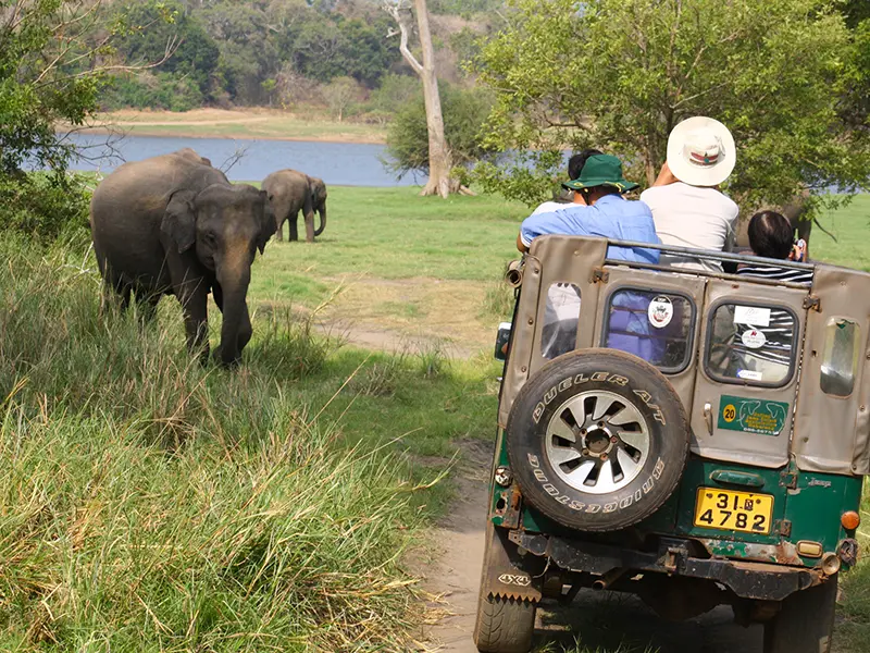 Tourists in a safari jeep watching a wild elephant up close on a grassy track during a Minneriya National Park safari in Sri Lanka.