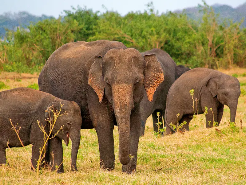 A small herd of Asian elephants, including calves, grazing in the tall, dry grass of the plains at Minneriya National Park, a key sri lanka safari wildlife experience.