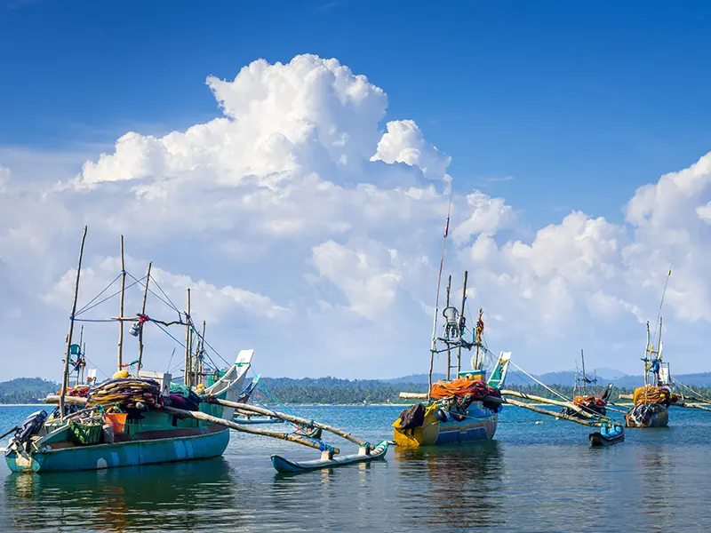 Traditional Sri Lankan outrigger fishing boats (oru) moored in the harbor at Mirissa, the departure point for whale watching tours and a hub for local life and fresh seafood.