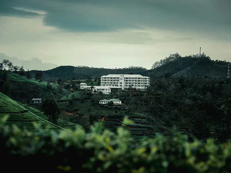 Stunning terraced tea fields covering a steep hillside under a blue sky, showcasing the famous landscape of the Nuwara Eliya tea plantations.