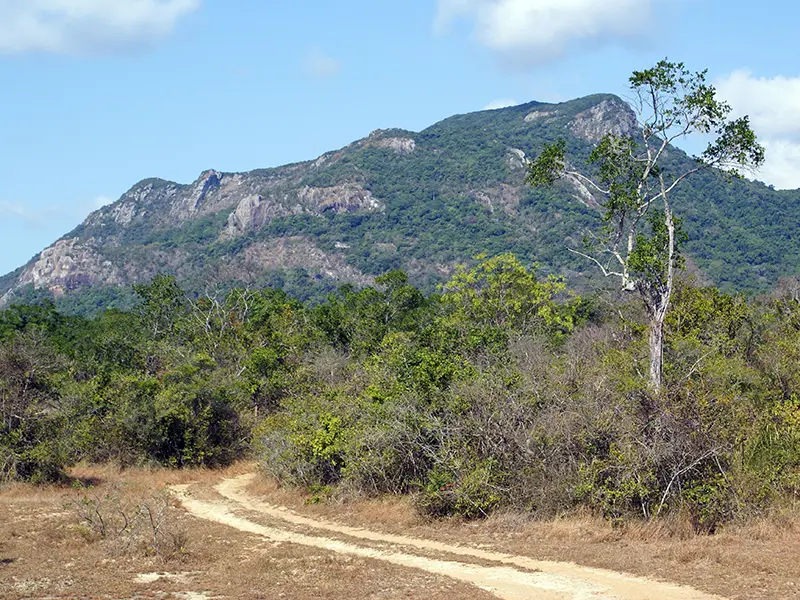 A dusty safari road leads into the dry-zone jungle toward the large, imposing Ritigala mountain range, representing a unique trekking and ancient monastic ruins experience near Sigiriya.