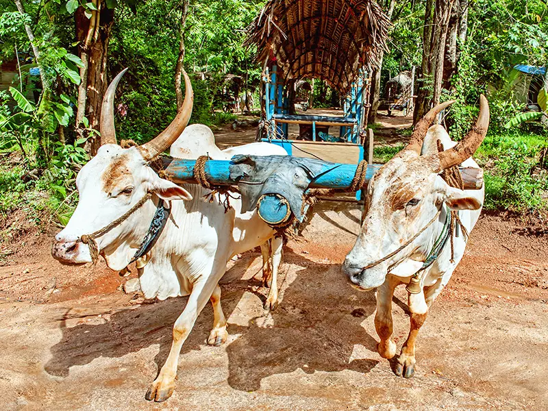 Two white oxen pulling a traditional thatched-roof cart on a jungle road, representing the authentic village experience and bullock cart ride, a popular activity for things to do in Sigiriya.