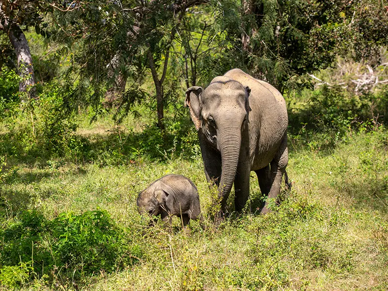 A majestic Sri Lankan elephant mother and calf grazing in the greenery, a common and heartwarming sight on a yala-national-park-safari-cost-and-guide tour