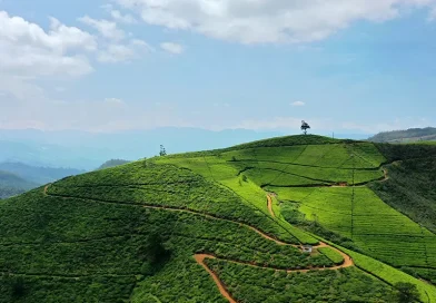 Stunning terraced tea plantations covering a steep hillside under a blue sky, a primary attraction among things to do in Nuwara Eliya.