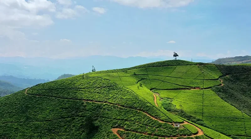 Stunning terraced tea plantations covering a steep hillside under a blue sky, a primary attraction among things to do in Nuwara Eliya.