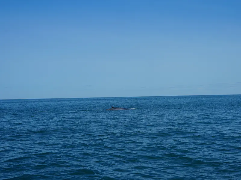 A large marine mammal (likely a blue whale or sperm whale) surfacing on the deep blue water, representing a thrilling Trincomalee whale watching experience on Sri Lanka's East Coast.
