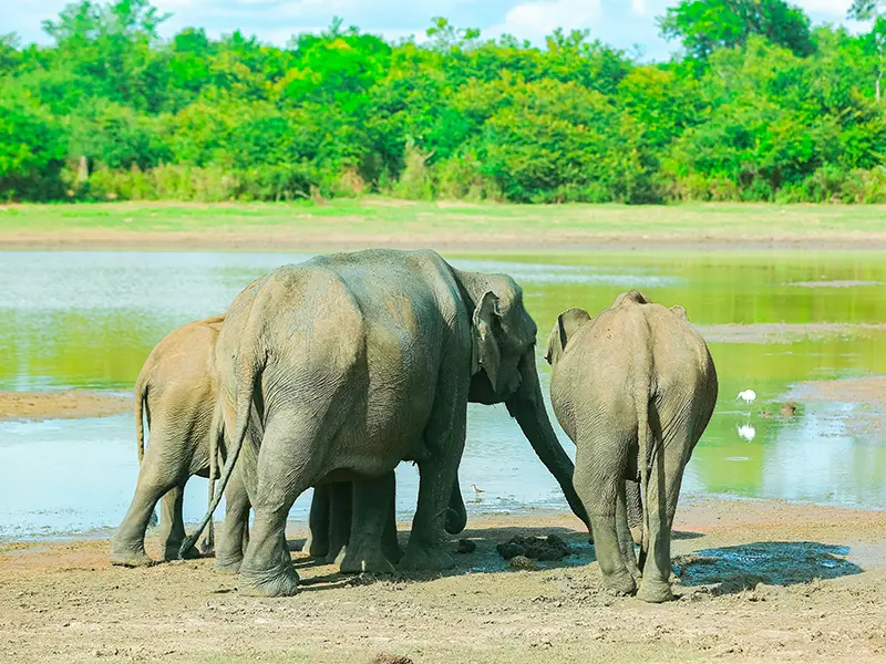 Three elephants, likely a family, seen from behind at a watering hole during an Udawalawe National Park elephant safari in Sri Lanka