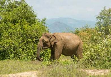 A muddy Asian elephant walking through the green scrub on a Udawalawe National Park elephant safari
