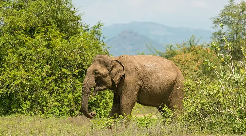 A muddy Asian elephant walking through the green scrub on a Udawalawe National Park elephant safari