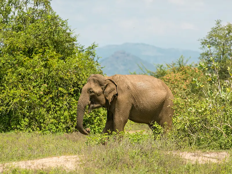 A muddy Asian elephant walking through the green scrub on a Udawalawe National Park elephant safari