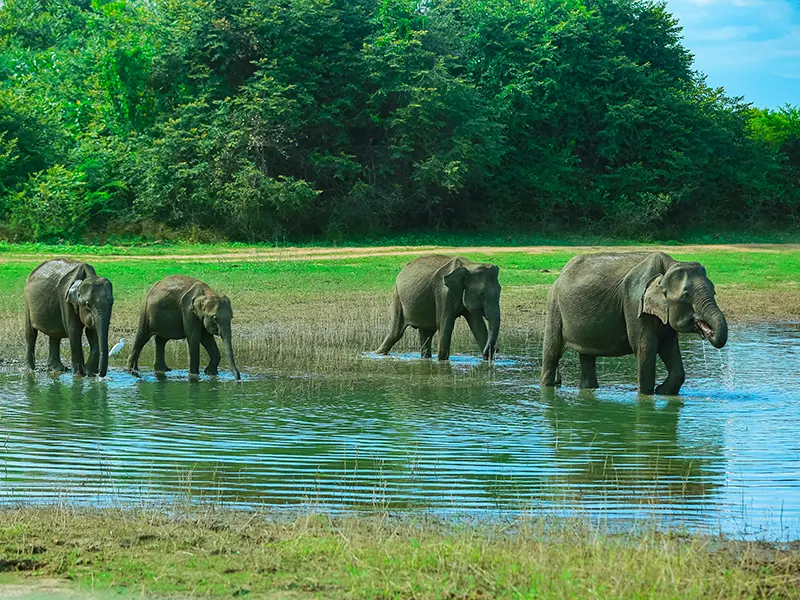 A group of four elephants wading and drinking in a watering hole during an Udawalawe National Park elephant safari in Sri Lanka.