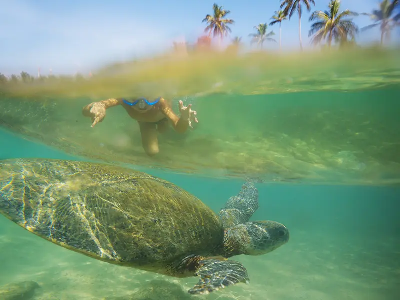 Tourists snorkeling in the calm, shallow, clear water near rocks, representing the popular activity of swimming with sea turtles at Wijaya Beach (Dalawella Beach) in Unawatuna.