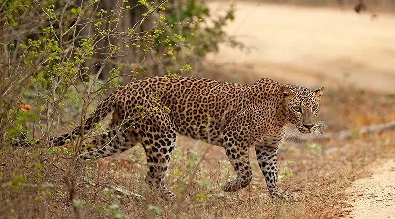 A majestic Sri Lankan leopard on a dirt road in Yala National Park, a perfect photo to showcase why people invest in a yala-national-park-safari-cost-and-guide for the ultimate wildlife experience