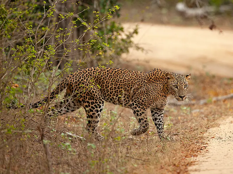 A majestic Sri Lankan leopard on a dirt road in Yala National Park, a perfect photo to showcase why people invest in a yala-national-park-safari-cost-and-guide for the ultimate wildlife experience