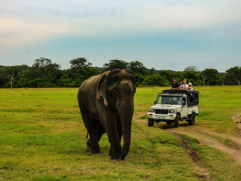 An incredible moment during a Minneriya elephant safari Sri Lanka 2 week itinerary, showing a majestic wild elephant up close with tourists in a safari jeep.